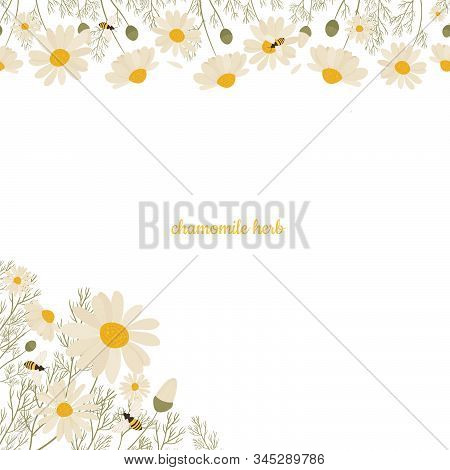 Chamomile Seamless Pattern Isolated On White Background. Vector Illustration Of White Daisy Flowers.