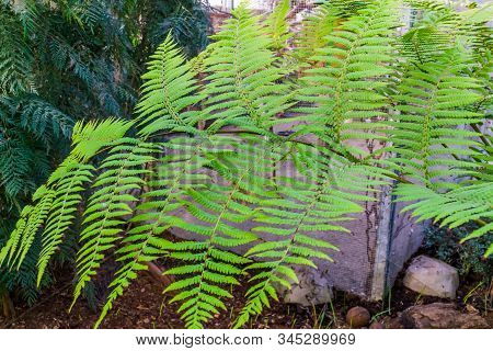 Closeup Of The Leaves Of A Rough Tree Fern, Tropical Plant Specie From Australia
