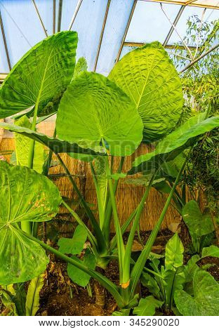 Giant Taro Plant In A Tropical Garden, Popular Specie In Horticulture