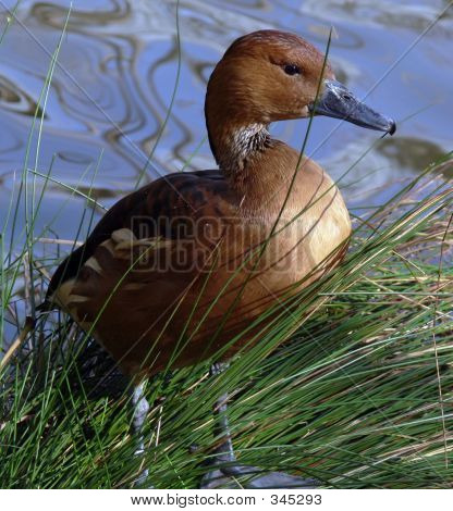 Fulvous Whistling Duck