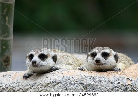 Two meercat looking