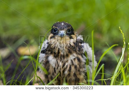 Hobby Falcon Young Sitting On Ground In Grass. Fluffy Juvenile Bird Of Prey Just Leaved Nest. Cute A