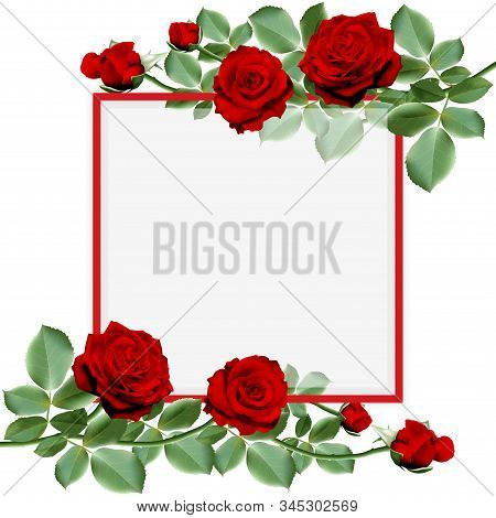 Realistic Red Hot Rose Flower, Bouquet Of Red Hot Roses With Leaves Decorated On A Frame. Vector Ill