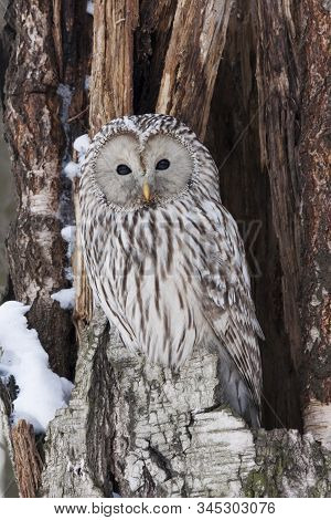 Ural Owl Strix Uralensis Sitting On Cracked Tree