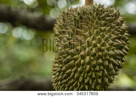 Durian - King Of Tropical Fruit, On A Tree Branch In The Orchard. Fresh Durian On A Tree In Gardenin