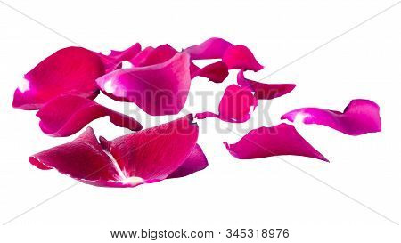 Closeup Of Red Rose Petals Isolated On White Background, Including Clipping Path Without Shade.