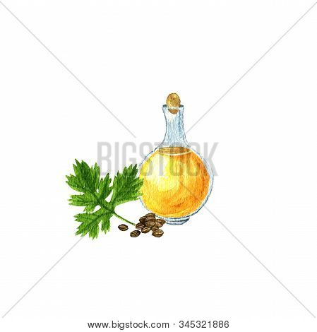 Watercolor Drawing Coriander Seed Oil, Bottle Of Vegetable Oil And Coriander Leaf And Seeds, Hand Dr