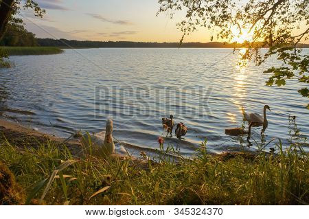 Family Of Swans At Sunset, Swans With Baby Swans In The Evening On The Lake