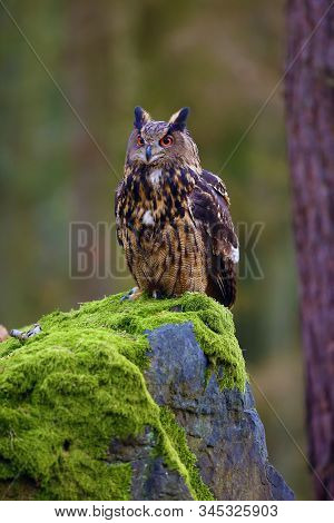 The Eurasian Eagle-owl (bubo Bubo) , Portrait In The Forest. Eagle-owl Sitting In A Forest On A Rock