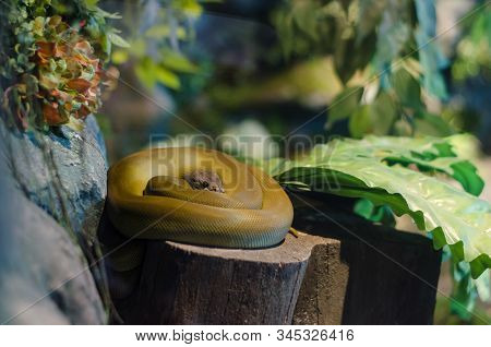 Olive Python Sleeping On Log, Wild Life Animal Background Concept