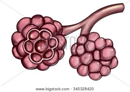 Anatomy Of Alveoli In Lungs, Illustration. Microstructure Of Respiratory System