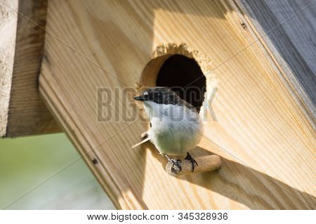 European Pied Flycatcher Male In Hole Of Birdhouse. Cute Little Black White Songbird Living In Woode