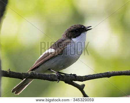 European Pied Flycatcher Male Sitting On Branch. Cute Little Black White Songbird With Green Backgro