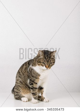 Full Length Portrait Of Pensive Gray Striped Cat Looking Down Thoughtful Isolated Over Grey Wall Wit