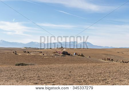 Camel Caravan And Tent On Agafay Desert And Atlas Mountains, Morocco