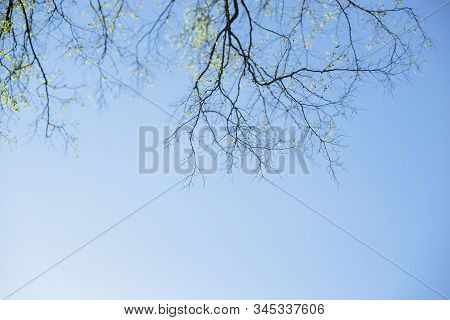Thin Spring Twigs Of A Tree Against A Blue Sky.