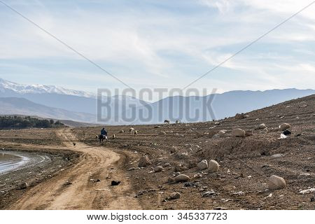 A Shepherd On The Horse Following Herd Of Sheep