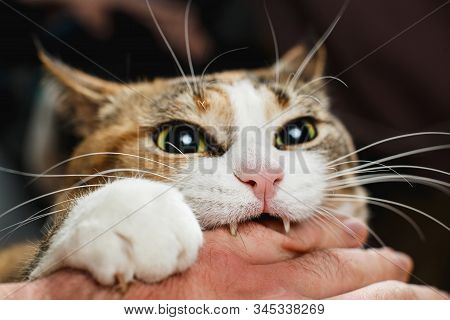 Ferocious Red Cat Bites Its Owner In The Arm With All Its Power