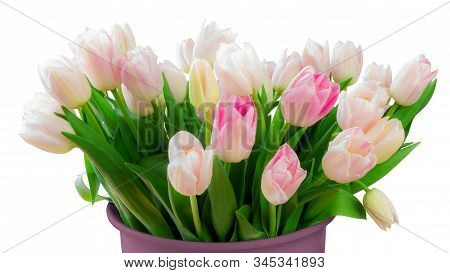 A Large Bouquet Of Flowers Of White And Magenta Tulips (lily Family, Liliaceae) Isolated On White Ba