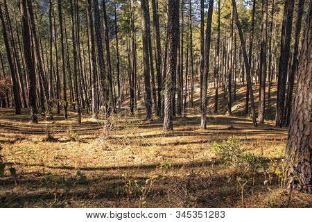 A Beautiful View Of A Forest With Tall Pine Trees With Sky In The Background