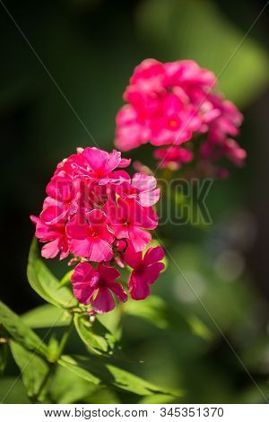 Blooming Phlox (phlox Paniculata, Fall Phlox, Garden Phlox, Perennial Phlox Or Summer Phlox). Bright