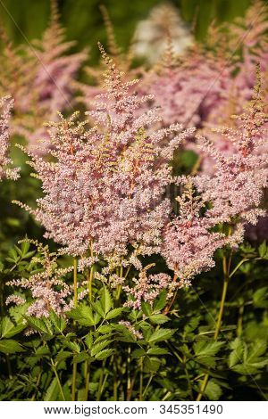 Pink Astilbe Flowers. Astilbe Panicle Inflorescences Close-up