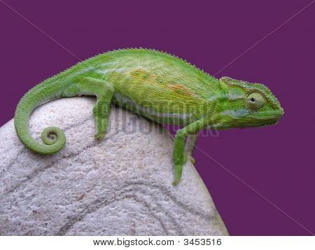Chameleon On Rock