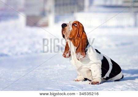 trauriger Hund Basset Hound im winter