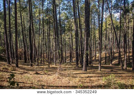 A Beautiful View Of A Forest With Tall Pine Trees With Sky In The Background