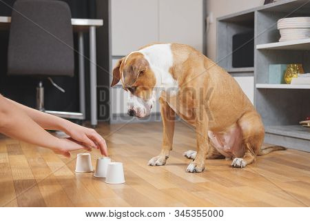 Cute Dog Playing The Shell Game With Her Human. Concept Of Training Pets, Domestic Dogs Being Smart 