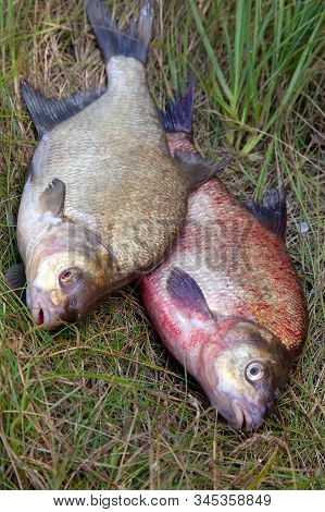 Two Big Freshwater Common Bream Fish On Natural Background..