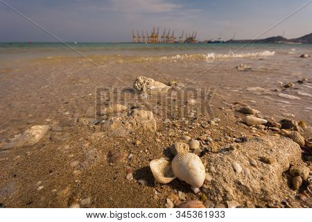 Sea Shell In Khorfakkan Beach.
