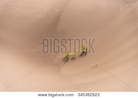 An Alive Tamarisk Plant In The Lut Desert