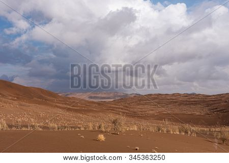 The Plants Which Are Living In The Lut Desert