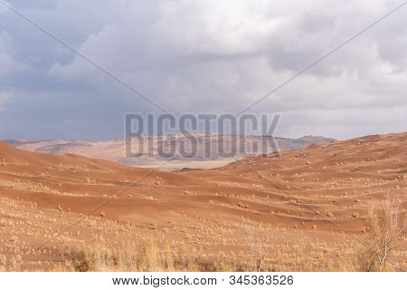 The Plants Which Are Living In The Lut Desert