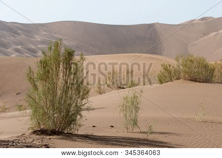The Plants Which Are Living In The Lut Desert
