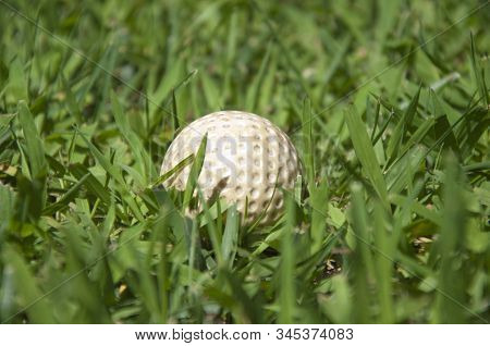 White Golf Ball In High Green Grass
