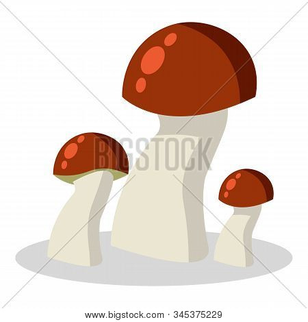Forest Mushroom, Kinds Of Mushrooms. Boletus, Mushroom Chanterelle, Orange-cap Boletus