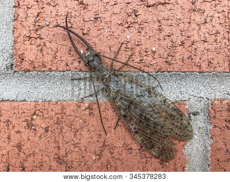 Dobsonfly Corydalus Cornutus, Large Insect Bug On Brick Background, Horizontal Aspect
