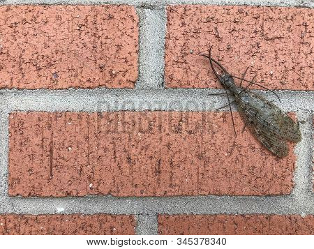 Dobsonfly Corydalus Cornutus, Scary Insect On Brick Background, Copy Space, Horizontal Aspect