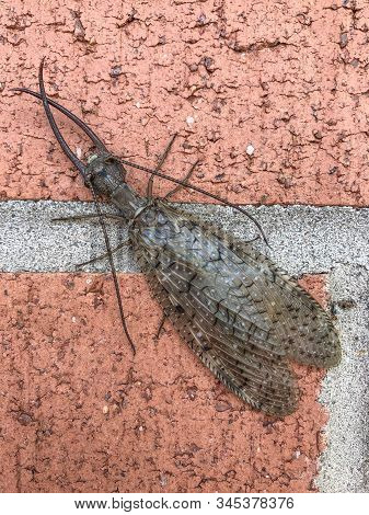 Dobsonfly Corydalus Cornutus, Very Large  Scary Bug Insect On Brick Wall Background, Vertical Aspect