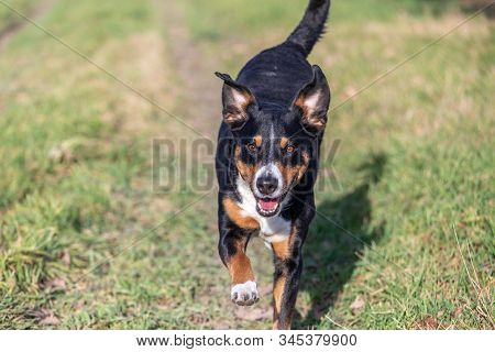 Happy Dog Is Running With Flappy Ears Trough A Garden With Green Grass