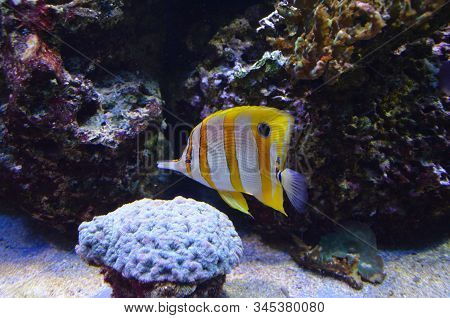 The Tropical Fish In Aquarium, Berlin (germany)