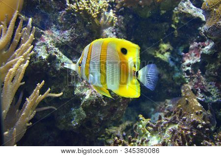 The Tropical Fish In Aquarium, Berlin (germany)