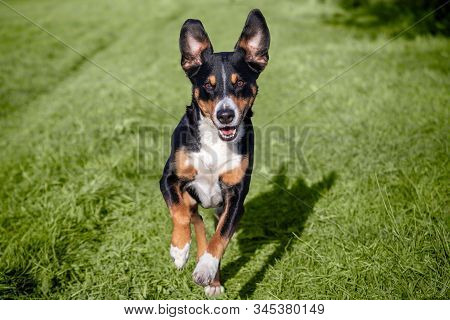 Happy Dog Is Running With Flappy Ears Trough A Garden With Green Grass