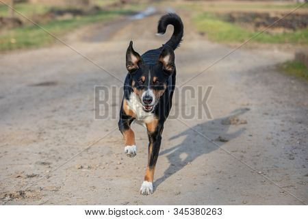 Happy Dog Is Running With Flappy Ears
