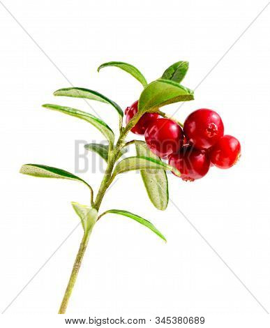 Cowberry (foxberry, Lingonberry) With Leaves  Isolated On White Background. Wild Berry Cowberry With