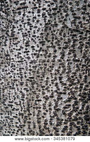 Close-up Of Tree Bark With Texture On Colorful Background Of Phyllocarpus Septentionalis Donn.smith.