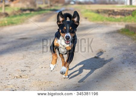 Happy Dog Is Running With Flappy Ears