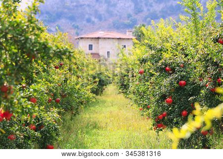 Organic Pomegranate Farm At Harvest Time In Mugla, Turkey